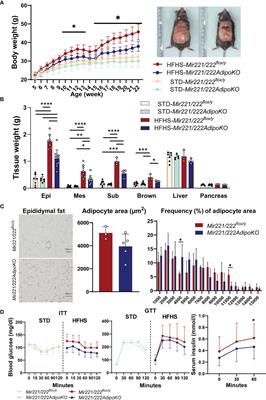 Adipocyte-Specific Inhibition of Mir221/222 Ameliorates Diet-Induced Obesity Through Targeting Ddit4